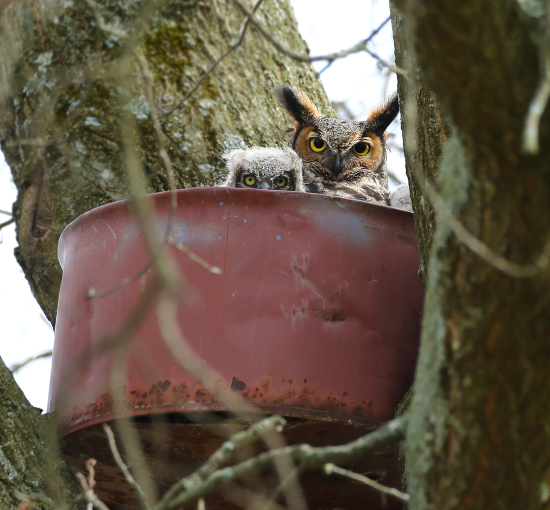 birds in barrel in tree